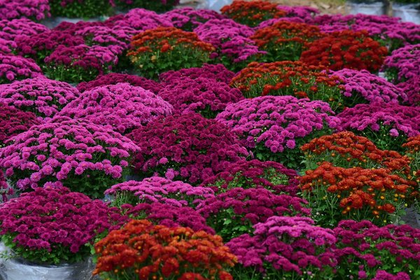 Optimisez votre logement : l'importance de l'audit énergétique